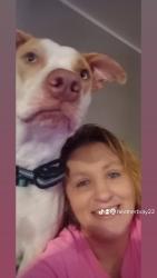 Lost Female Dog last seen Downtown Selma NC or The Clinton NC areas, Selma, NC 27576