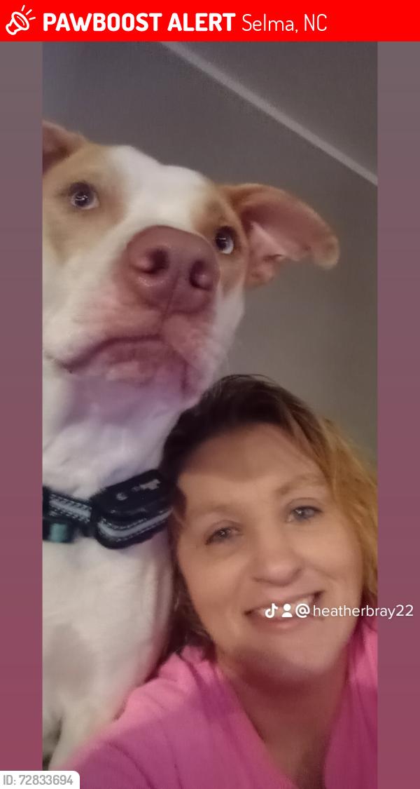 Lost Female Dog last seen Downtown Selma NC or The Clinton NC areas, Selma, NC 27576