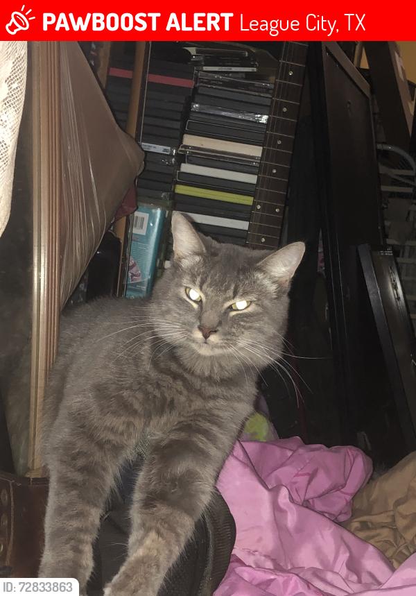 Lost Male Cat last seen Fm 518 @ Maple Leaf Dr , League City, TX 77573