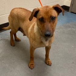 Shelter Stray Female Dog last seen , Memphis, TN 38133