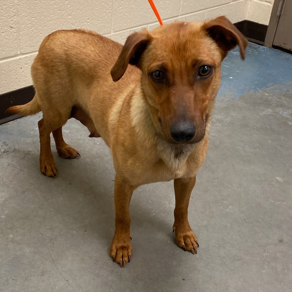 Shelter Stray Female Dog last seen , Memphis, TN 38133