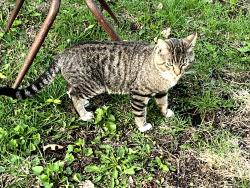 Found/Stray Male Cat last seen Aurora Ave between Farrington and Galtier, Saint Paul, MN 55103