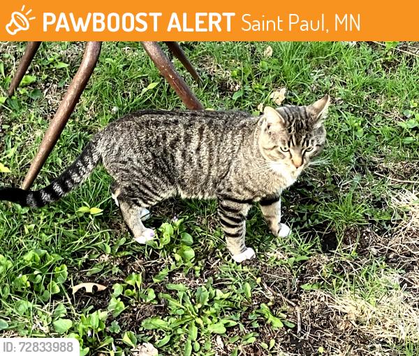 Found/Stray Male Cat last seen Aurora Ave between Farrington and Galtier, Saint Paul, MN 55103