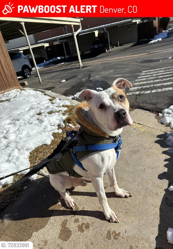 Lost Male Dog last seen Syracuse St and Montview  , Denver, CO 80220