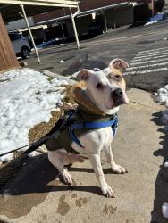 Lost Male Dog last seen Syracuse St and Montview  , Denver, CO 80220