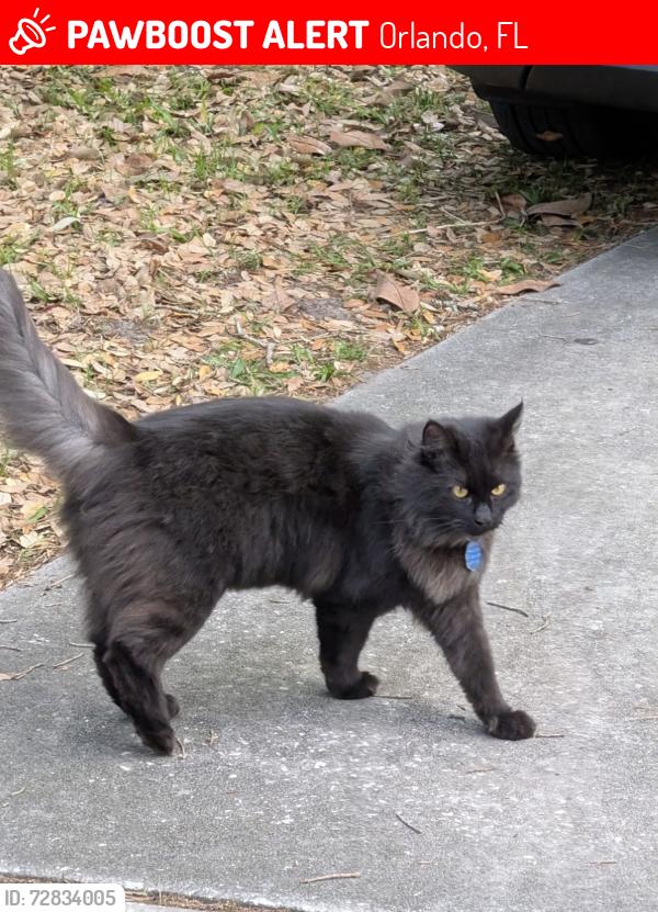 Lost Male Cat last seen Corrine Drive Area near Palmers Garden, Orlando, FL 32803