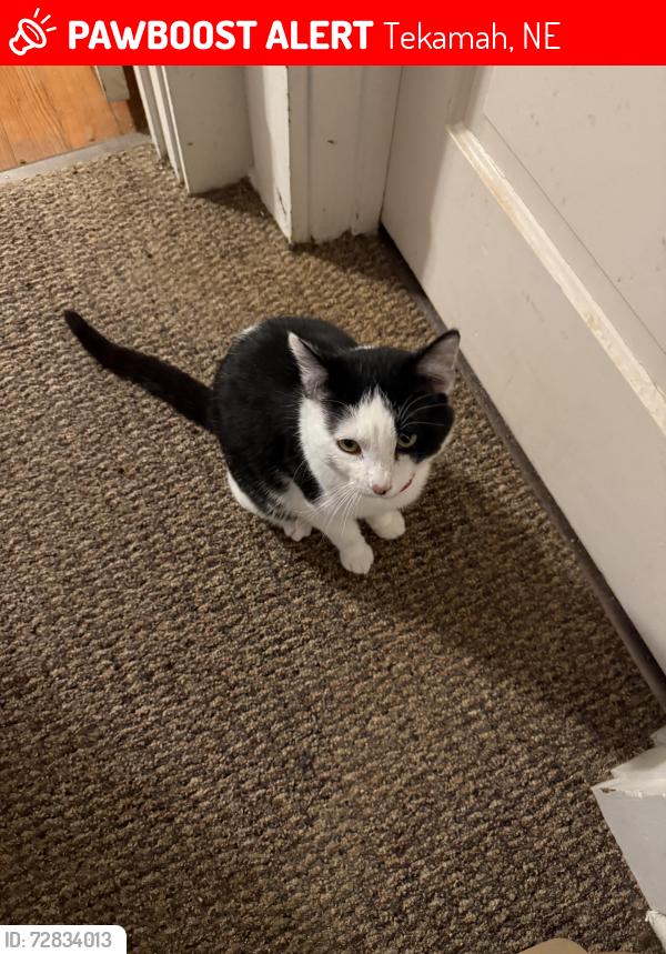 Lost Male Cat last seen 18th and Lstreet, Tekamah, NE 68061