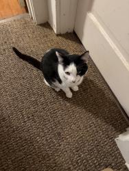 Lost Male Cat last seen 18th and Lstreet, Tekamah, NE 68061