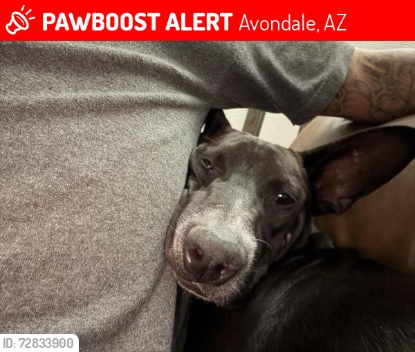 Lost Male Dog last seen Near Auguafria high school Avondale az 85323, Avondale, AZ 85323