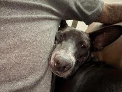 Lost Male Dog last seen Near Auguafria high school Avondale az 85323, Avondale, AZ 85323