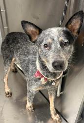 Found/Stray Unknown Dog last seen Located at Rockdale County Animal Service, 1506 Rockbridge Road, Conyers, GA 30012, Conyers, GA 30012