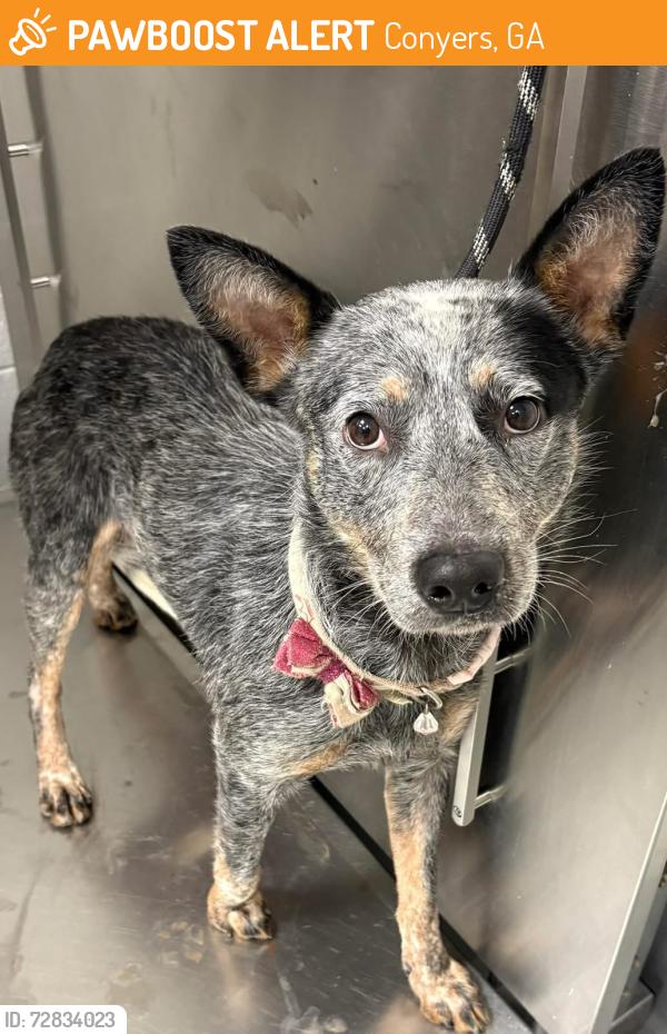 Found/Stray Unknown Dog last seen Located at Rockdale County Animal Service, 1506 Rockbridge Road, Conyers, GA 30012, Conyers, GA 30012