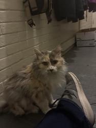 Found/Stray Unknown Cat last seen Broad Street, Quakertown, PA 18951