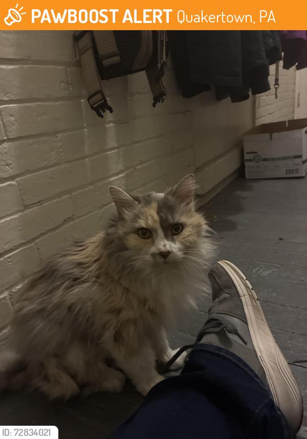 Found/Stray Unknown Cat last seen Broad Street, Quakertown, PA 18951