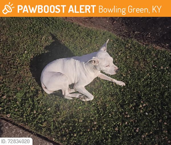Found/Stray Female Dog last seen At the flts of Riverview , Bowling Green, KY 42101