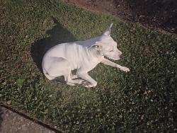 Found/Stray Female Dog last seen At the flts of Riverview , Bowling Green, KY 42101