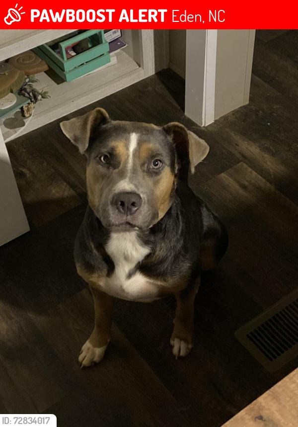 Lost Female Dog last seen Near price grange rd, Eden, NC 27288