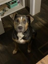 Lost Female Dog last seen Near price grange rd, Eden, NC 27288