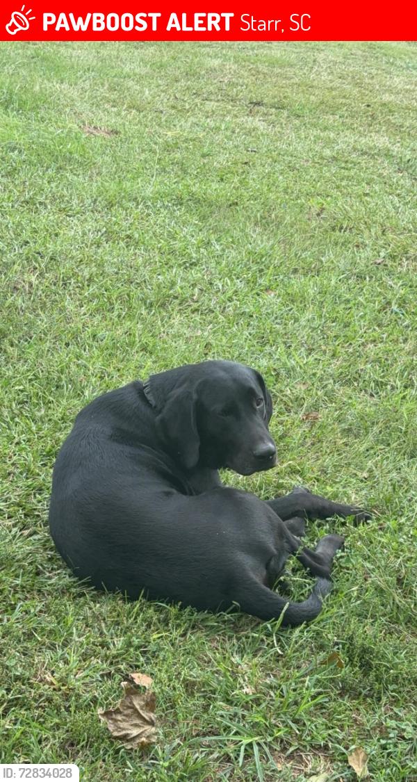 Lost Male Dog last seen Middleton Rd / flt Rock Rd , Starr, SC 29684