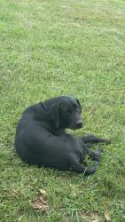 Lost Male Dog last seen Middleton Rd / flt Rock Rd , Starr, SC 29684