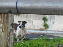 Lost Male Dog last seen Bottle and cork.liqour store and food for less valley, Garvey, my view, El Monte, CA 91733