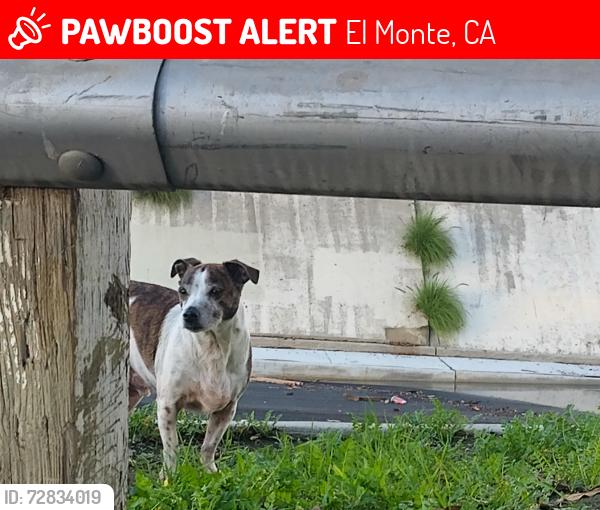 Lost Male Dog last seen Bottle and cork.liqour store and food for less valley, Garvey, my view, El Monte, CA 91733