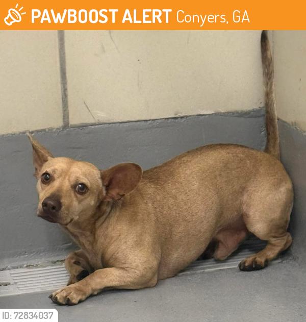 Found/Stray Unknown Dog last seen Located at Rockdale County Animal Service, 1506 Rockbridge Road, Conyers, GA 30012, Conyers, GA 30012
