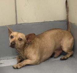 Found/Stray Unknown Dog last seen Located at Rockdale County Animal Service, 1506 Rockbridge Road, Conyers, GA 30012, Conyers, GA 30012