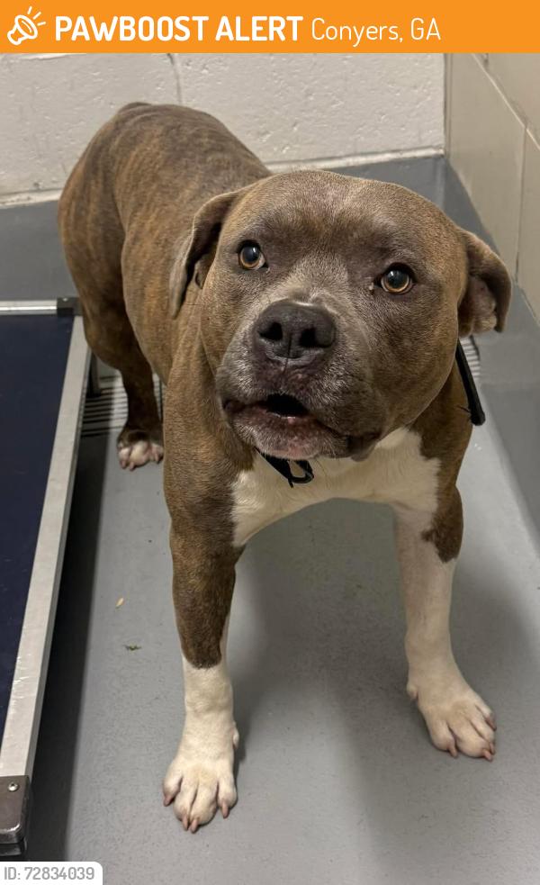Found/Stray Unknown Dog last seen Located at Rockdale County Animal Service, 1506 Rockbridge Road, Conyers, GA 30012, Conyers, GA 30012