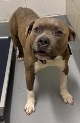 Found/Stray Unknown Dog last seen Located at Rockdale County Animal Service, 1506 Rockbridge Road, Conyers, GA 30012, Conyers, GA 30012