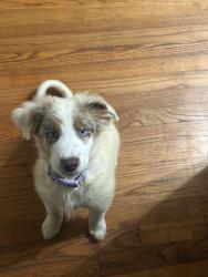 Lost Female Dog last seen Hamilton Road, Columbus, GA 31904
