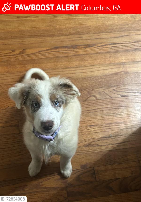Lost Female Dog last seen Hamilton Road, Columbus, GA 31904