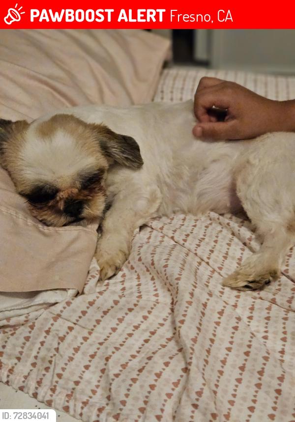 Lost Female Dog last seen SHIELDS AND BRAWLEY, Fresno, CA 93722