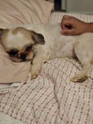 Lost Female Dog last seen SHIELDS AND BRAWLEY, Fresno, CA 93722