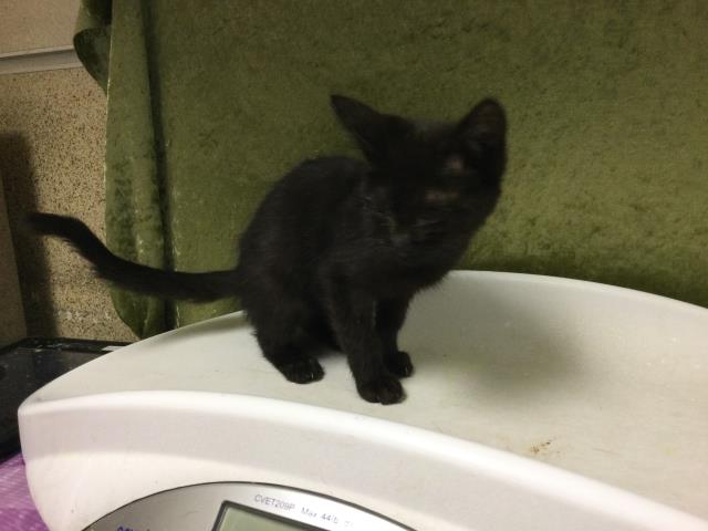 Shelter Stray Female Cat last seen Near BLOCK EVEREST AVE RIVERSIDE, Jurupa Valley, CA 92509