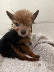 Shelter Stray Male Dog last seen STEVENSON/BLACOW, Fremont, CA 94538