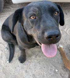 Found/Stray Unknown Dog last seen Near 11th Ave, Hesperia, CA 92345, Hesperia, CA 92345