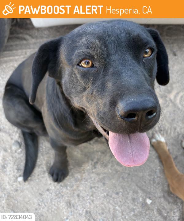 Found/Stray Unknown Dog last seen Near 11th Ave, Hesperia, CA 92345, Hesperia, CA 92345