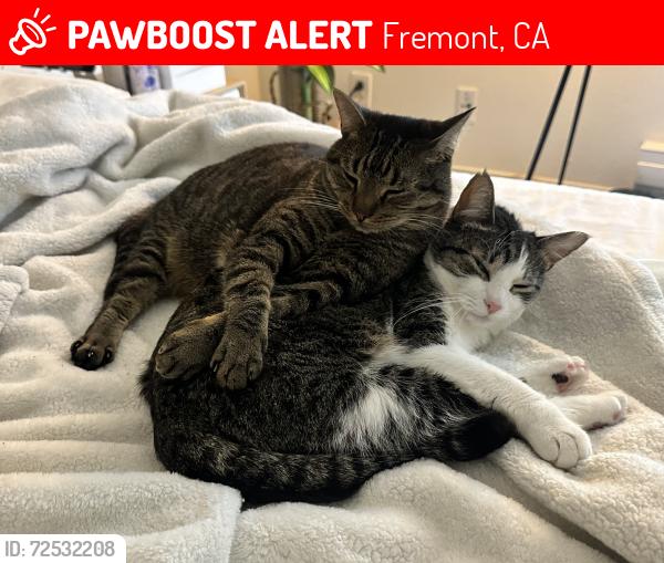 Lost Female Cat last seen Mission Peaks apmt Complex, Fremont, CA 94538