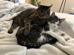 Lost Female Cat last seen Mission Peaks apmt Complex, Fremont, CA 94538