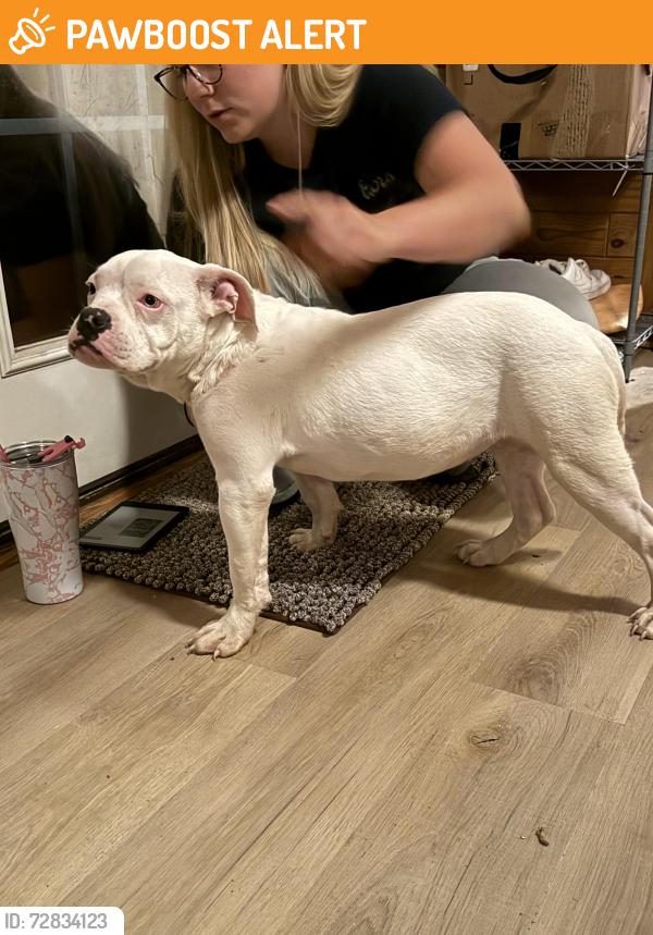 Found/Stray Female Dog last seen Cole road , Johnston County, NC 27520