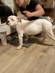 Found/Stray Female Dog last seen Cole road , Johnston County, NC 27520