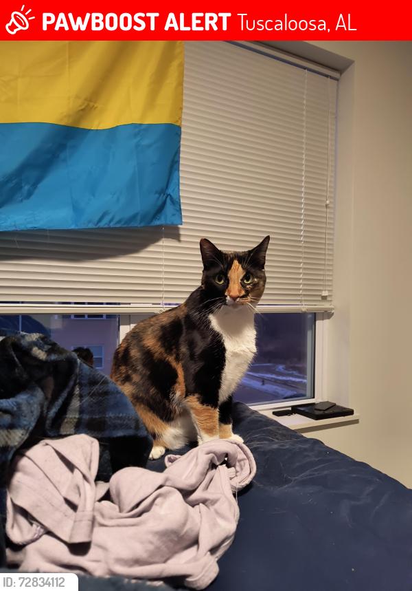 Lost Female Cat last seen 26th st & 6ave, Tuscaloosa, AL 35401