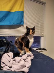 Lost Female Cat last seen 26th st & 6ave, Tuscaloosa, AL 35401