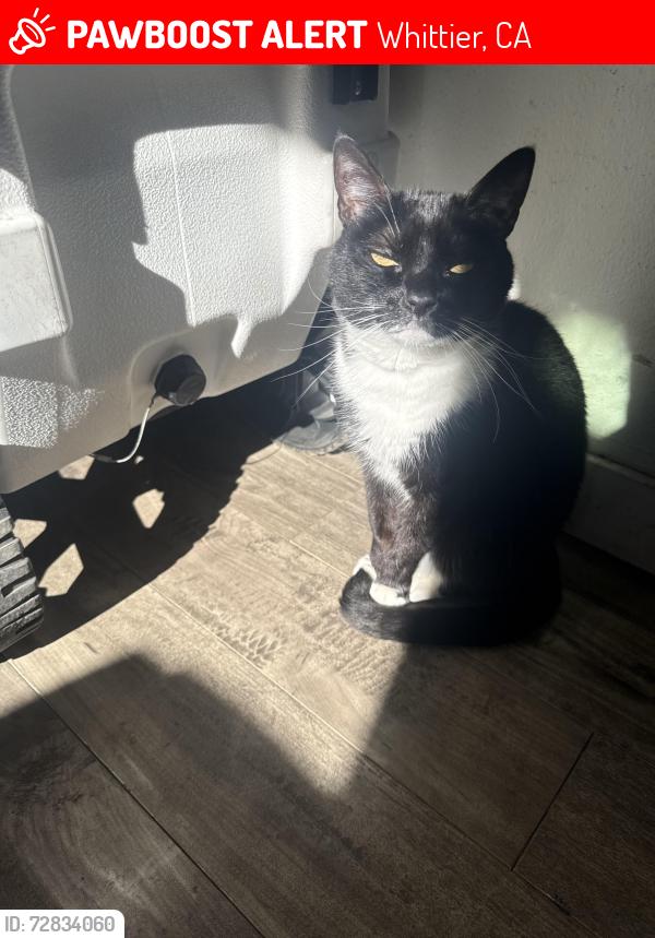 Lost Female Cat last seen Duchess Dr and Washington by the jack and the box , Whittier, CA 90606