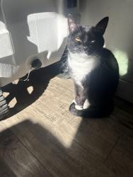 Lost Female Cat last seen Duchess Dr and Washington by the jack and the box , Whittier, CA 90606