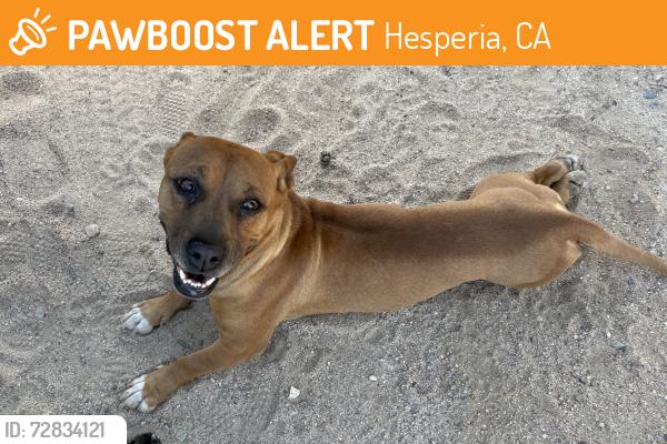 Found/Stray Unknown Dog last seen Near 11th Ave, Hesperia CA 92345, Hesperia, CA 92345