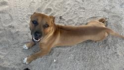 Found/Stray Unknown Dog last seen Near 11th Ave, Hesperia CA 92345, Hesperia, CA 92345