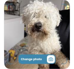 Found/Stray Male Dog last seen Near baseline and Kyrene , Tempe, AZ 85283