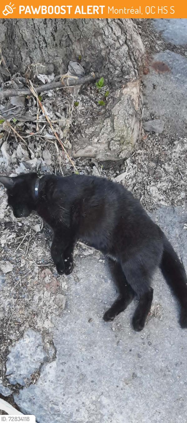 Found/Stray Unknown Cat last seen Near rue saint denis, Montréal, QC H2S 2S2
